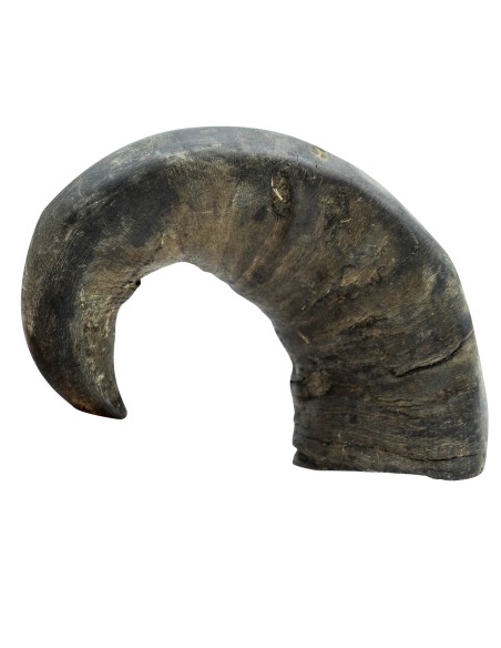 BBX CUERNO DE BUFALO L 350GR
