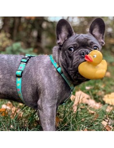 M&M ARNES H Duckling XS (1.0 cm. x 24-39/32-40 cm.) Hasta 9 Kg. 2